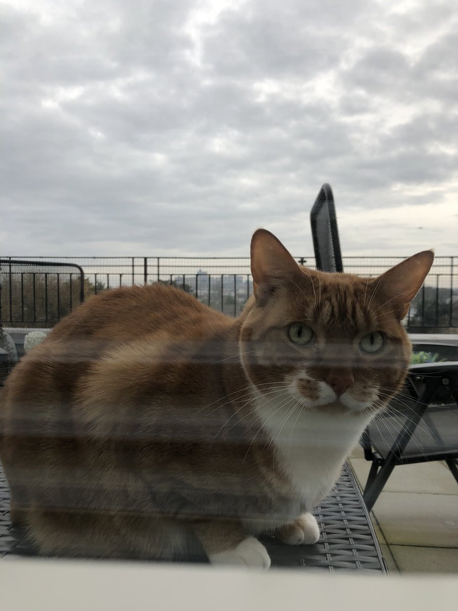 LetsWindsor's tweet photo. #Winter #WindsorCastle #Cats #LetsWindsor #MerlinArthur Lets Windsor Visit Stay https://t.co/0QwhXwJ7oo https://t.co/zPPcPB0n6y