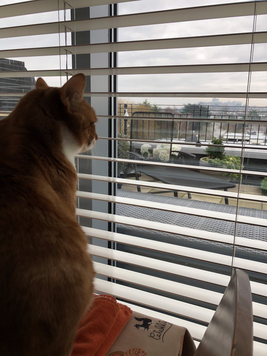 LetsWindsor's tweet photo. #Winter #WindsorCastle #Cats #LetsWindsor #MerlinArthur Lets Windsor Visit Stay https://t.co/0QwhXwJ7oo https://t.co/zPPcPB0n6y