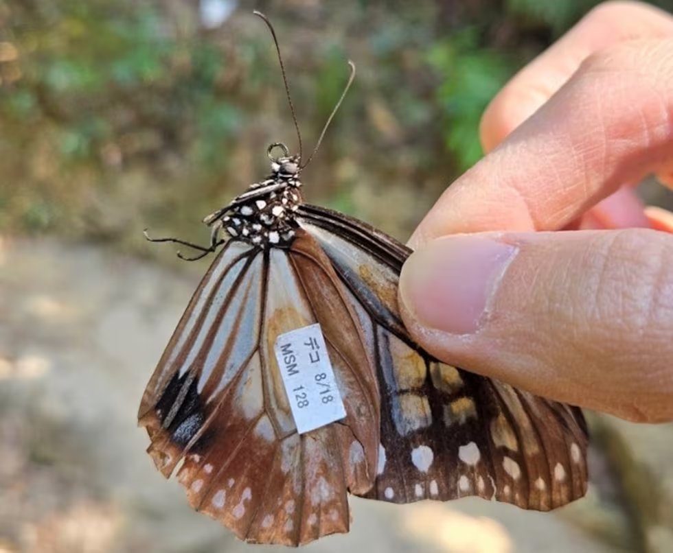 Miguel A. Gómez-Serrano (@gomezserrano_ma) on Twitter photo Los sistemas de marcaje de animales suelen ser caros. Este no lo es. Pero lo difícil es recuperar al animal, especialmente cuando se trata de insectos, con muy pocos ojos mirando. 👇 Documentan la migración de 3000 km de una mariposa de Japón. <a href="/elpais_eco/">Clima y Medio Ambiente</a>: elpais.com/clima-y-medio-… Los sistemas de marcaje de animales suelen ser caros. Este no lo es. Pero lo difícil es recuperar al animal, especialmente cuando se trata de insectos, con muy pocos ojos mirando. 👇 Documentan la migración de 3000 km de una mariposa de Japón. <a href="/elpais_eco/">Clima y Medio Ambiente</a>: elpais.com/clima-y-medio-…