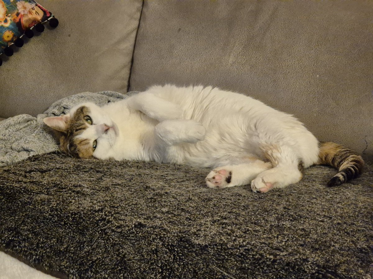Yesterday we said goodbye to Betty Boo, the last of our three girls. She liked to find socks around the house and bring them to us as presents while meowing loudly. We will miss her so much. The house already feels quiet. End of an era. 💔 #caturday