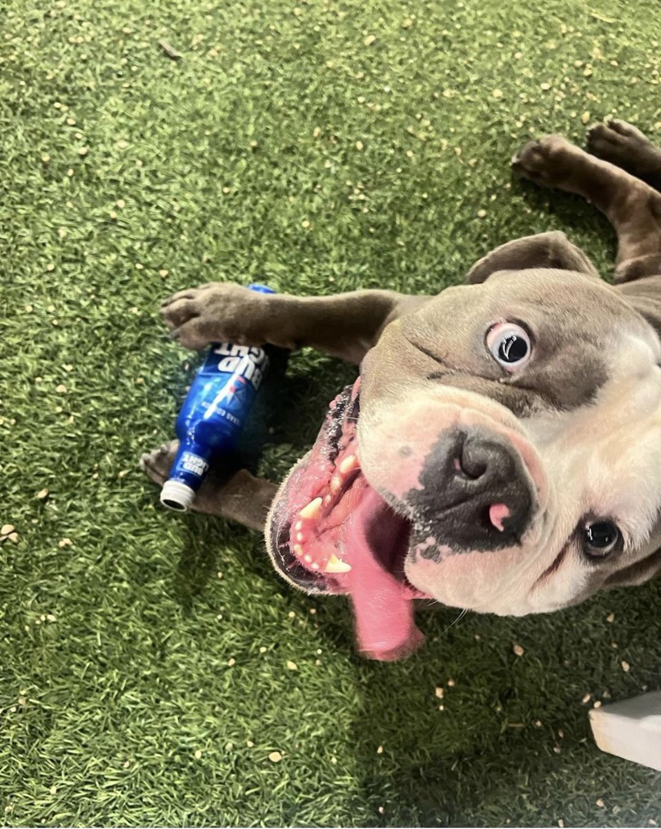 heister3136's tweet image. Puppy 🐶