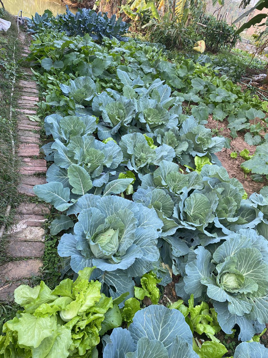 Chuẩn bị xong đơn hàng cho khách thì cũng là lúc chiều tà. 
Mặt trời sắp lặn sau núi còn vườn rau thì xanh ngắt đủ màu và thêm màu vàng của bông bí, màu đỏ của trái ớt chín cây. Thu hoạch được rổ rau tươi ngon, làm nồi lẩu rồi cả nhà xì xụp cho ấm áp🥰
-Hà
