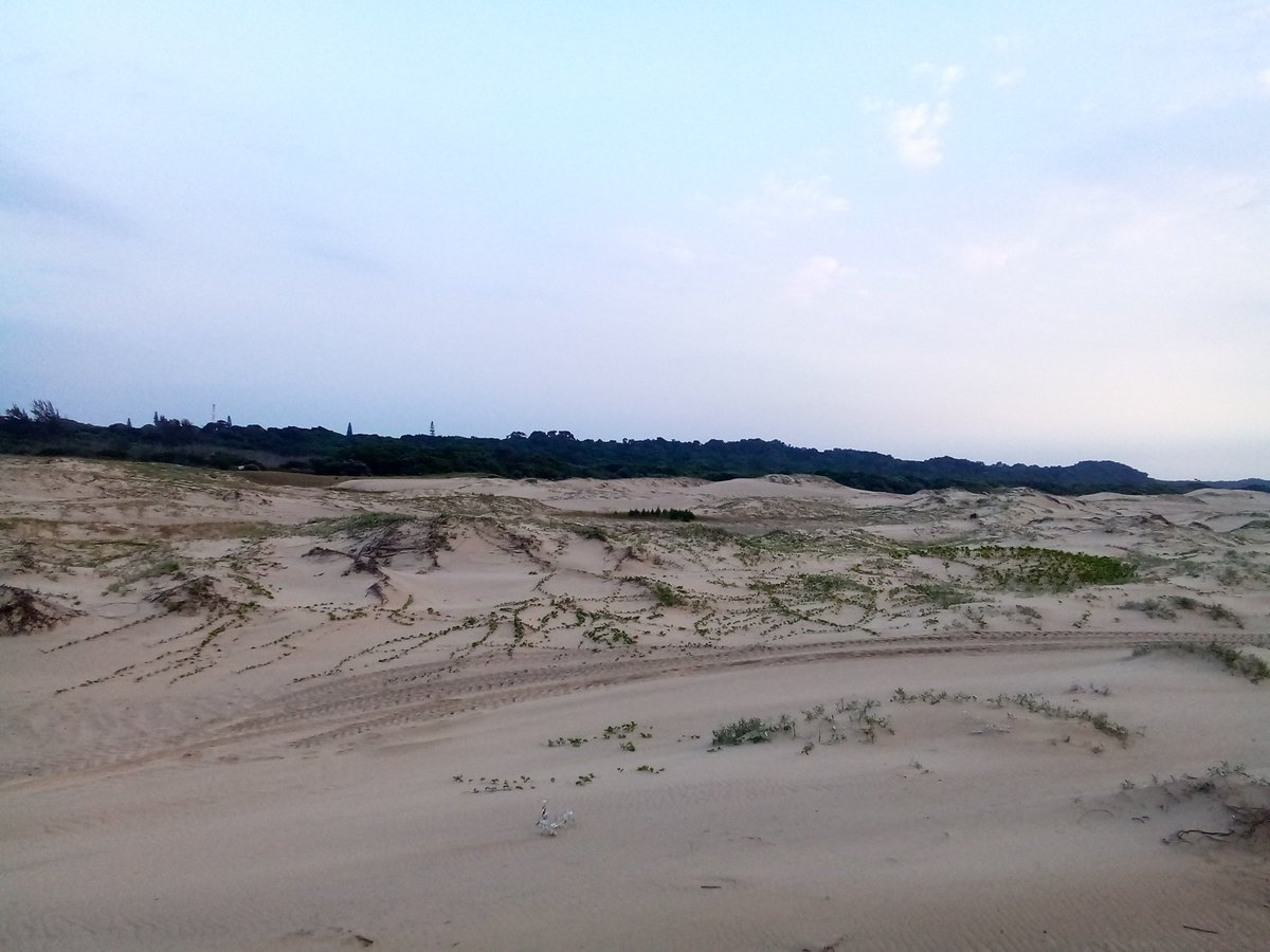 info4u2use's tweet photo. Greetings from Frankie2socks at #BunduBasher north east KZN South Africa.
Sand dunes at the Mapelane Beach areas, just South of St Lucia Estuary village
Pics by Frankie2Socks https://t.co/rlntlYTgmn