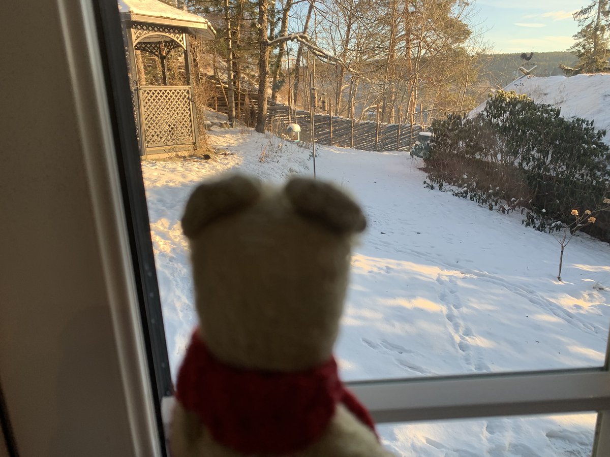 Berkeley Bear tweet media