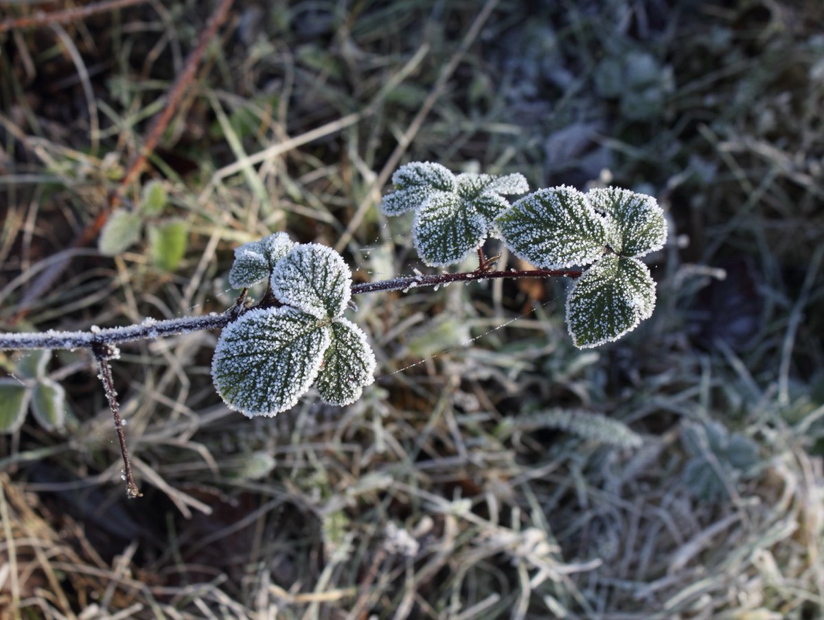 First frosty leaf’s yesterday noted near a stop off at Whitley Bridge.
#frost #winter #hoarfrost #cold #patterns