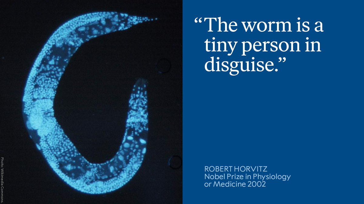 Who knew that a little worm would be so important for scientific progress? 

The roundworm C. elegans can be connected with many Nobel Prizes. In 1986, medicine laureate Robert Horvitz used the roundworm to identify two of the genes needed for programmed cell death to occur.

The