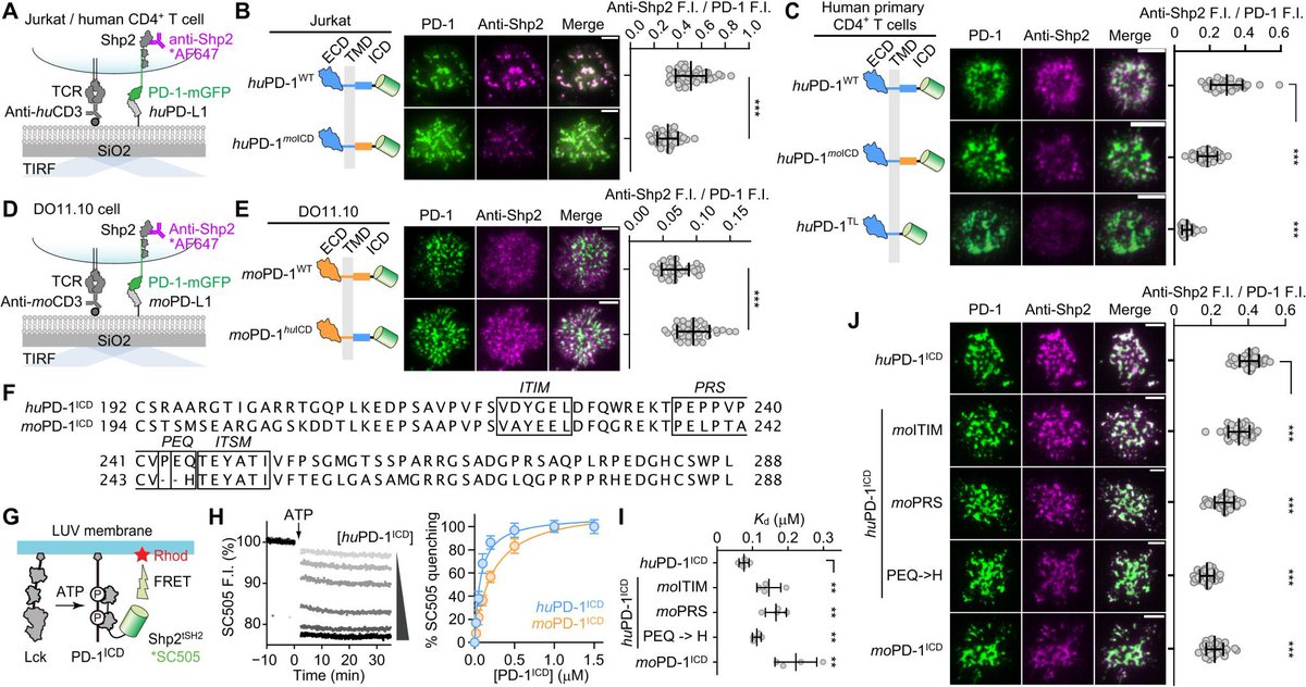 🍷Intracellular domain (ICD) of PD-1, the ITIM and PRS regions-&gt; crucial for recruiting Shp2, with mutations in these regions significantly weakening the interaction.
🍷Human PD-1 has a stronger binding affinity to Shp2, providing insights into PD-1 signaling mechanism.