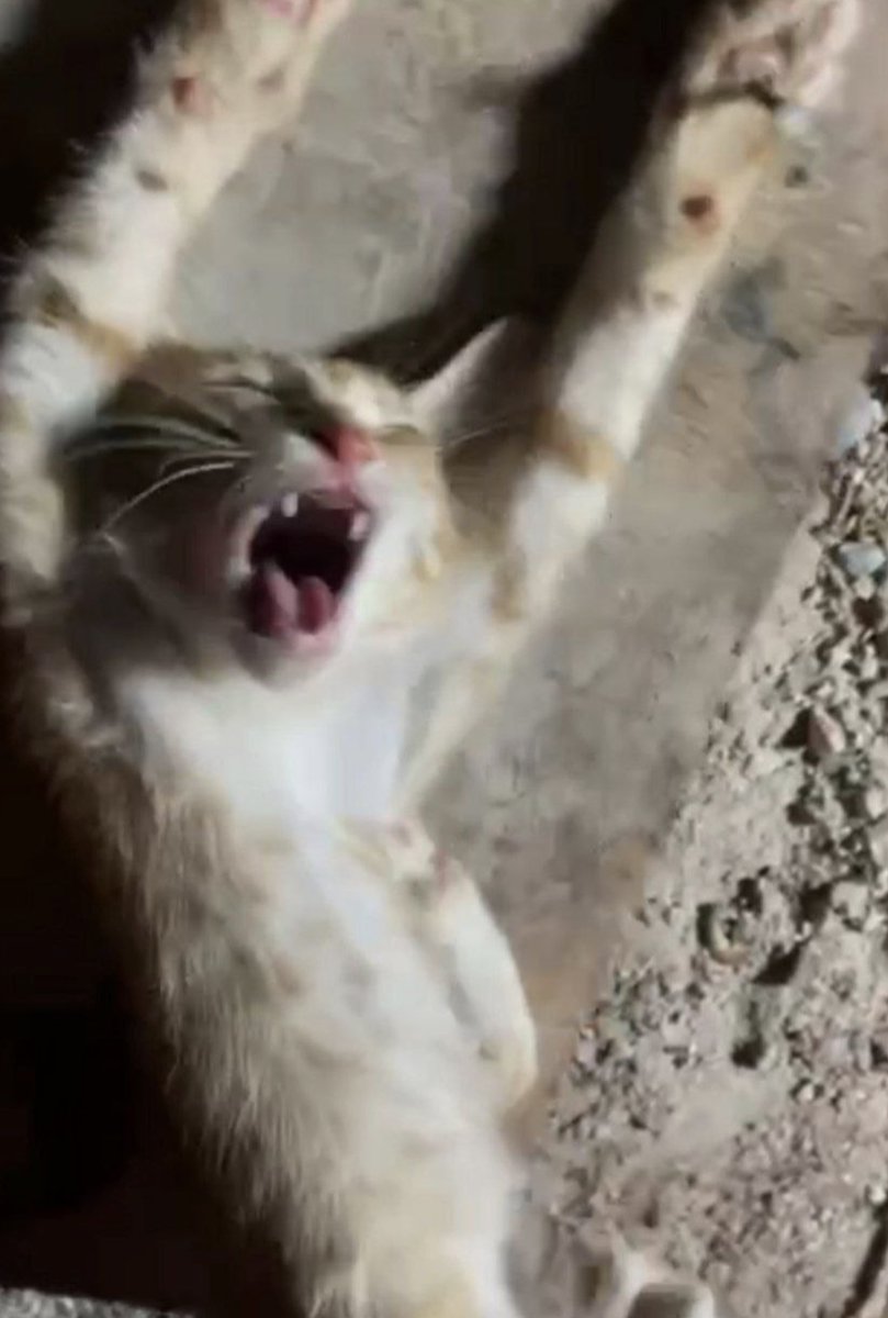 Pilgrim_Miler's tweet photo. This child was penetrated several times with a fishing spear while nailed on a wood. The 2 monsters  laughed while pulling out the spear with her intern organs. 
The screams were terrible; my heart stopped for a second and I had no able to speak for hours. #catabusers
@MFA_China https://t.co/NJ0J5SVd3L
