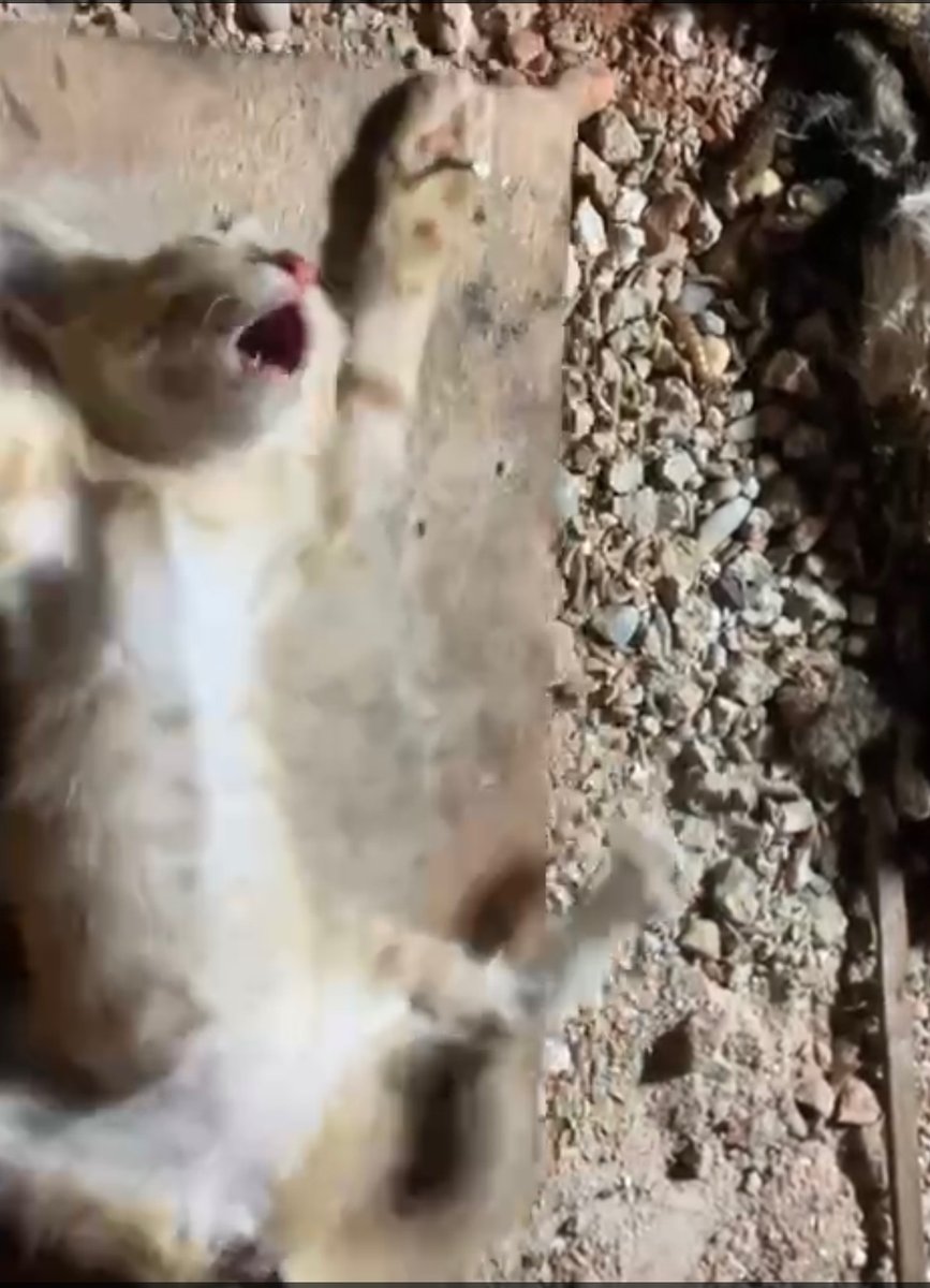 Pilgrim_Miler's tweet photo. This child was penetrated several times with a fishing spear while nailed on a wood. The 2 monsters  laughed while pulling out the spear with her intern organs. 
The screams were terrible; my heart stopped for a second and I had no able to speak for hours. #catabusers
@MFA_China https://t.co/NJ0J5SVd3L