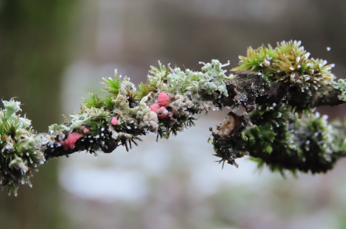 A lovely example of Illosporiopsis christiansenii, a #fungus that parasitises #lichen widespread, especially in Nitrogen rich areas, given all the intensive farming &amp; quarrying local to me, it's no surprise to find it in my garden!