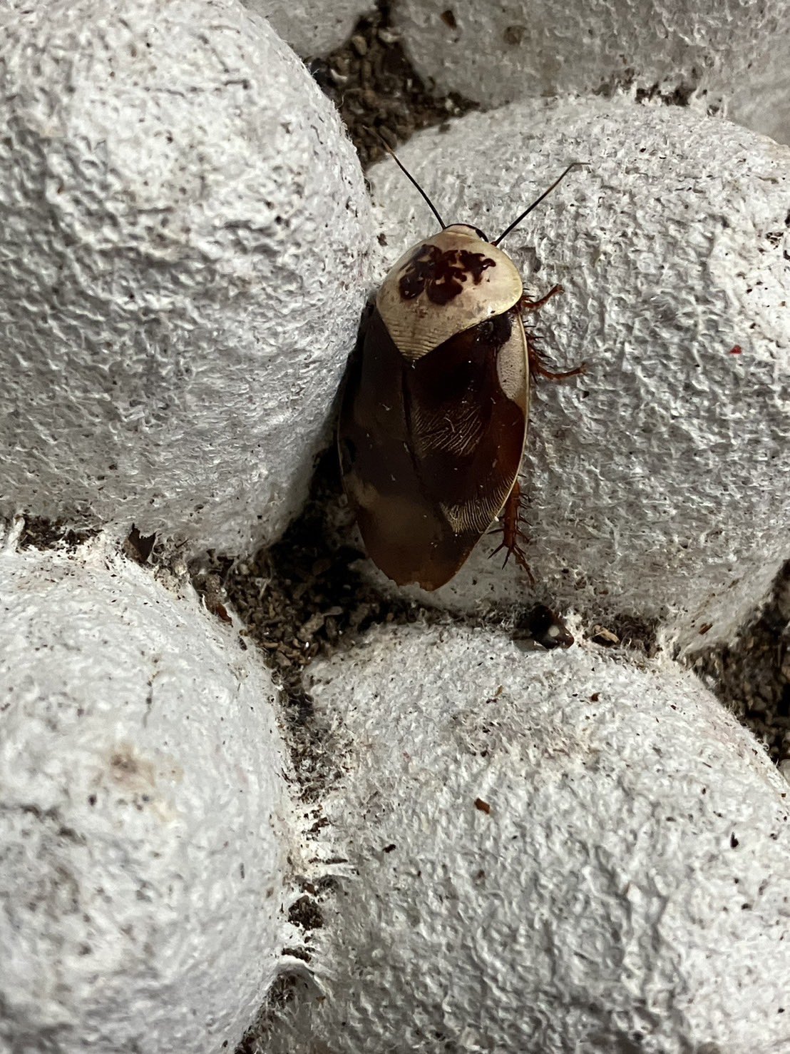 つちのこ つちのこ (@tsuchinokopet) / X