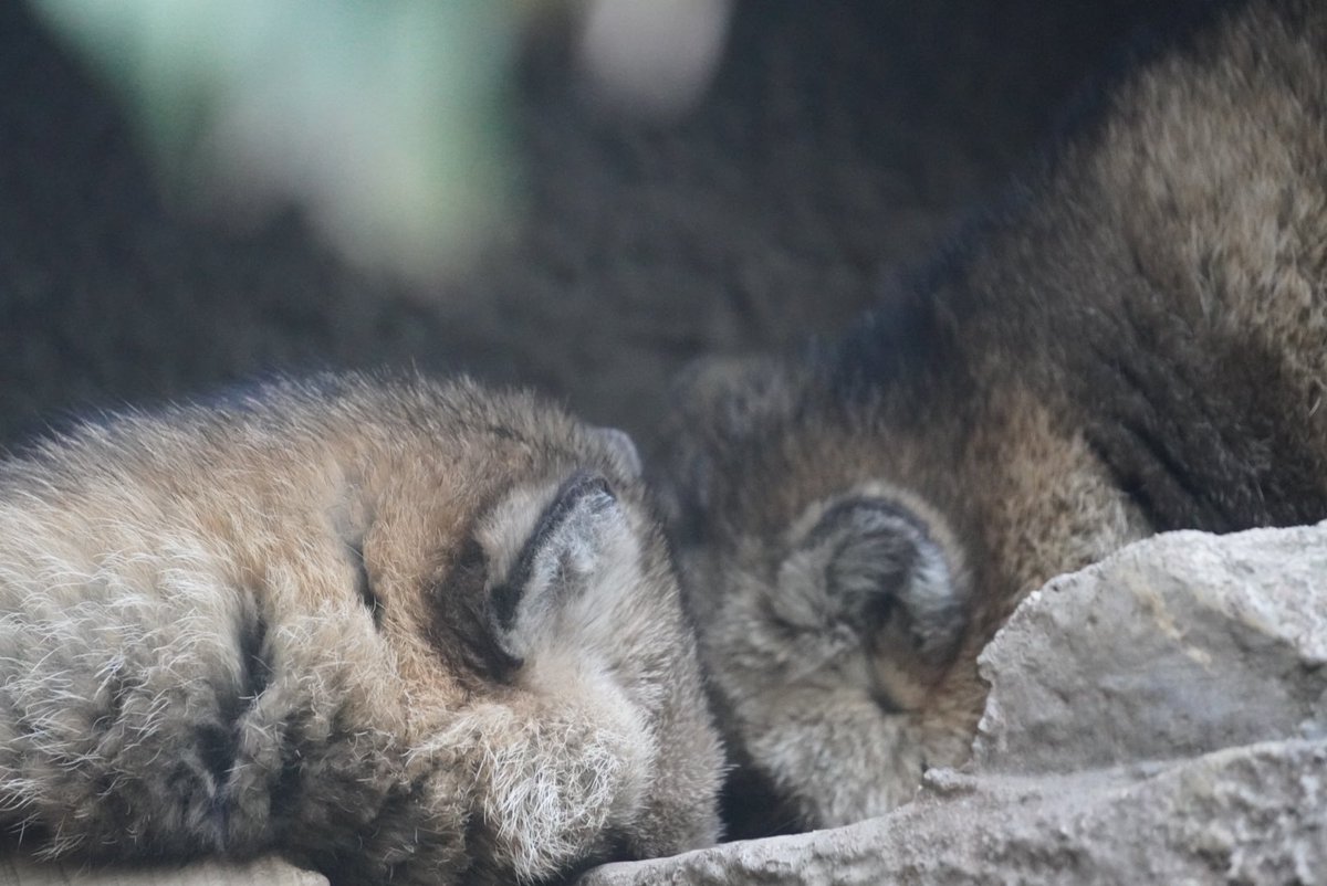msk_tanu's tweet image. ぽんちゃんは変わらず
さんを溺愛💕
#天王寺動物園　#ホンドタヌキ
#さん　#ぽん
2025/1/3