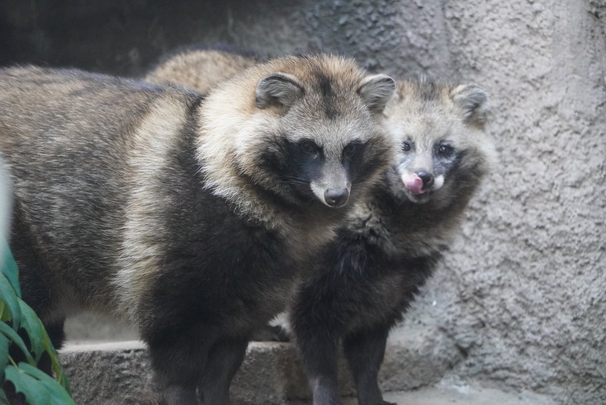 msk_tanu's tweet image. ぽんちゃんは変わらず
さんを溺愛💕
#天王寺動物園　#ホンドタヌキ
#さん　#ぽん
2025/1/3