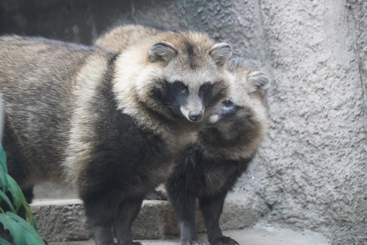 msk_tanu's tweet image. ぽんちゃんは変わらず
さんを溺愛💕
#天王寺動物園　#ホンドタヌキ
#さん　#ぽん
2025/1/3