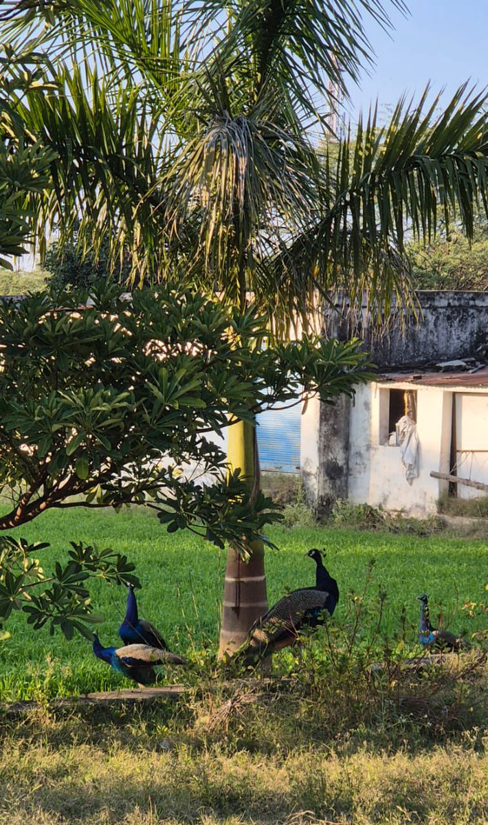 Winters bliss at village home.