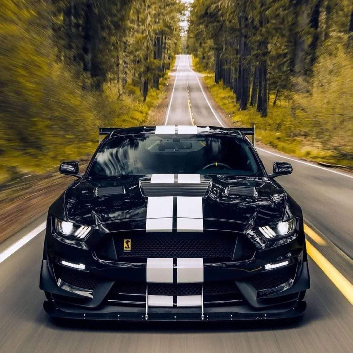 Cobra3dD's tweet photo. “ Shelby Saturday “  🖤🐍🖤 https://t.co/hVJUfIRJrm