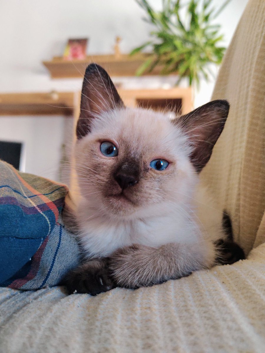 _ReadyToPlay_'s tweet image. How started/How is going