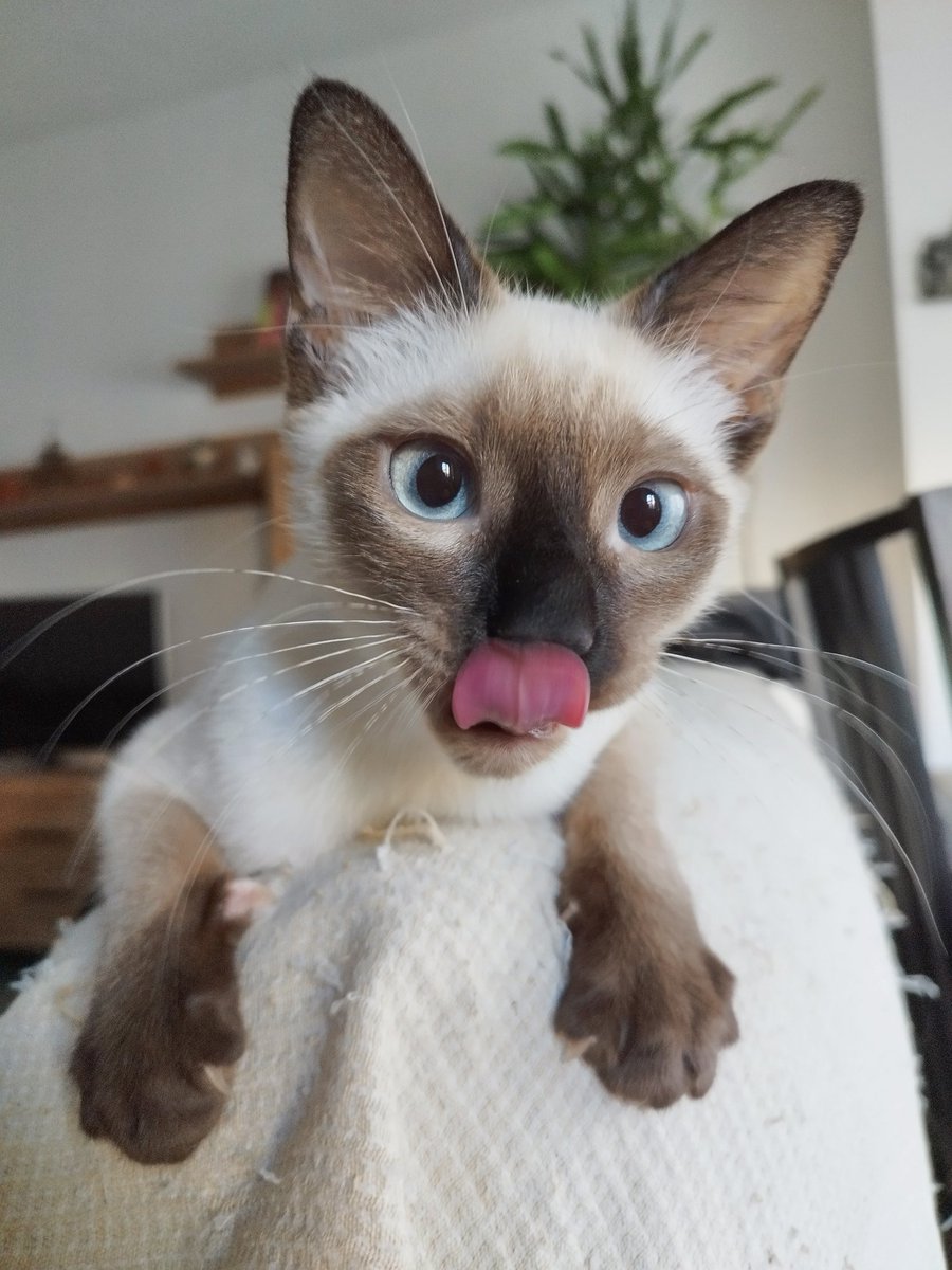 _ReadyToPlay_'s tweet image. How started/How is going