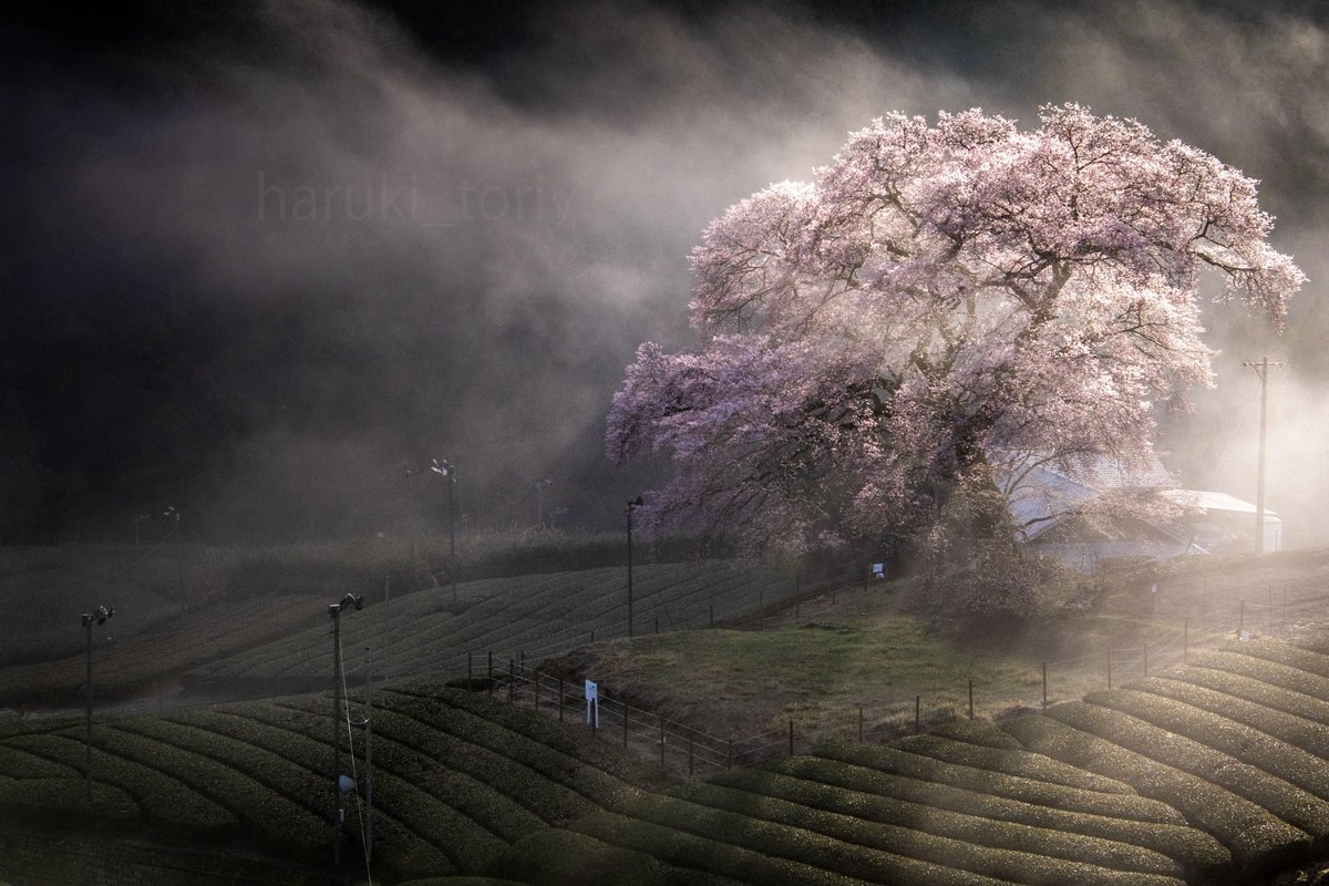 haruki_toriy's tweet image. #2025年になったのでフォロワーさんに自己紹介しようぜ
極寒の自然風景から中東の乗り物まで幅広く被写体へ愛をもって撮りに行ってます📸
I passionately capture a wide range of subjects, from freezing landscapes to Middle Eastern fighter jets.