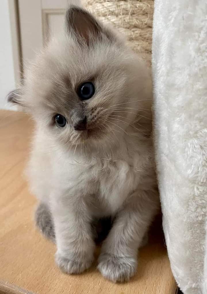 Cat 🐈 tweet media