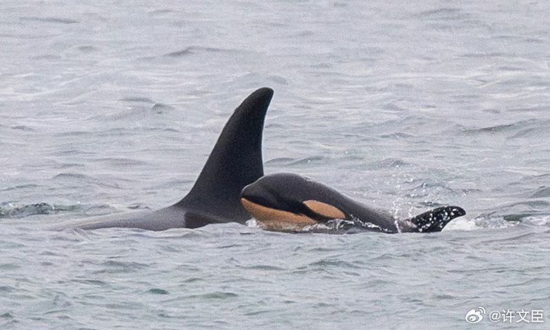 shanghaidaily's tweet image. Heartbreak continues 😭🖤 A killer whale, Tahlequah, who was spotted pushing the dead body of her newborn calf for 17 days in 2018, appears to be grieving again. This time, she has lost another calf and is once again pushing the body. 😣 #Tahlequah #Whale #heartbreaking…