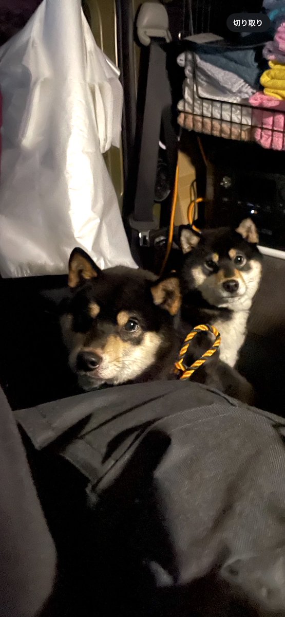 onsenychan's tweet photo. 車中泊旅の湯巡り中♨️
青森の山の中で野犬2匹保護しました
東京連れて帰る訳には行かないし
どうしよう、、、
どうしたらいい？ https://t.co/OBXM9Rf5Kl