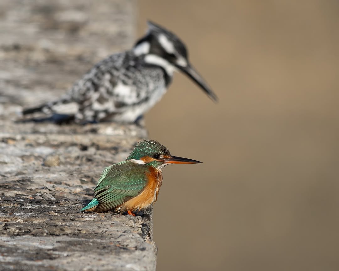 Moonlighhy's tweet image. Female common kingfisher and a pied kingfisher on a hunt together. 🎣
📸@red14devils