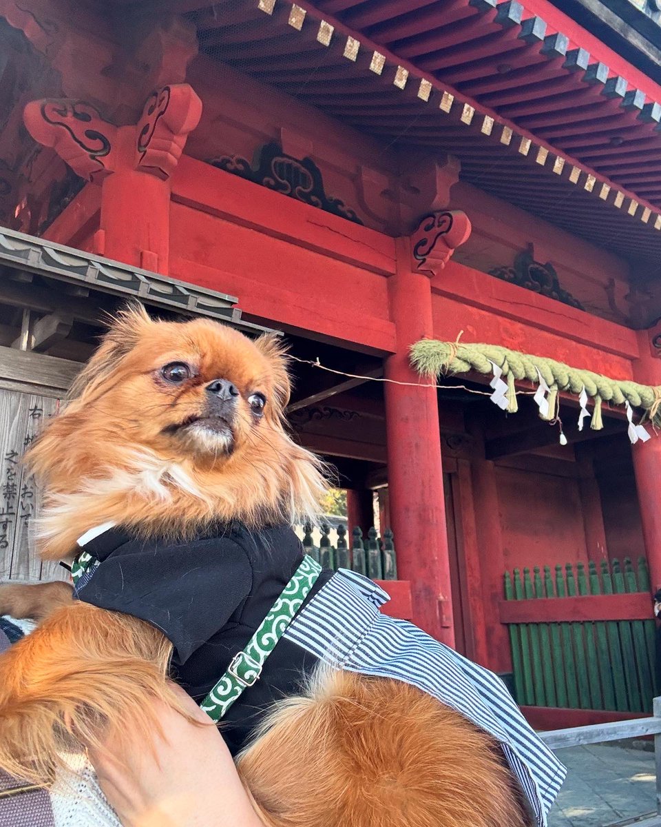 chibinao_coast's tweet image. 昨年のお正月はインフル
一昨年のお正月はコロナ

今年は無事に
充実した休暇を過ごせました。

3年ぶりの初詣へも行ってきました。

#チワワ
#狆
#茶狆
#狆チワワ
#多頭飼い
#鼻ぺちゃ
#Japanesechin
#Japanesechinmix