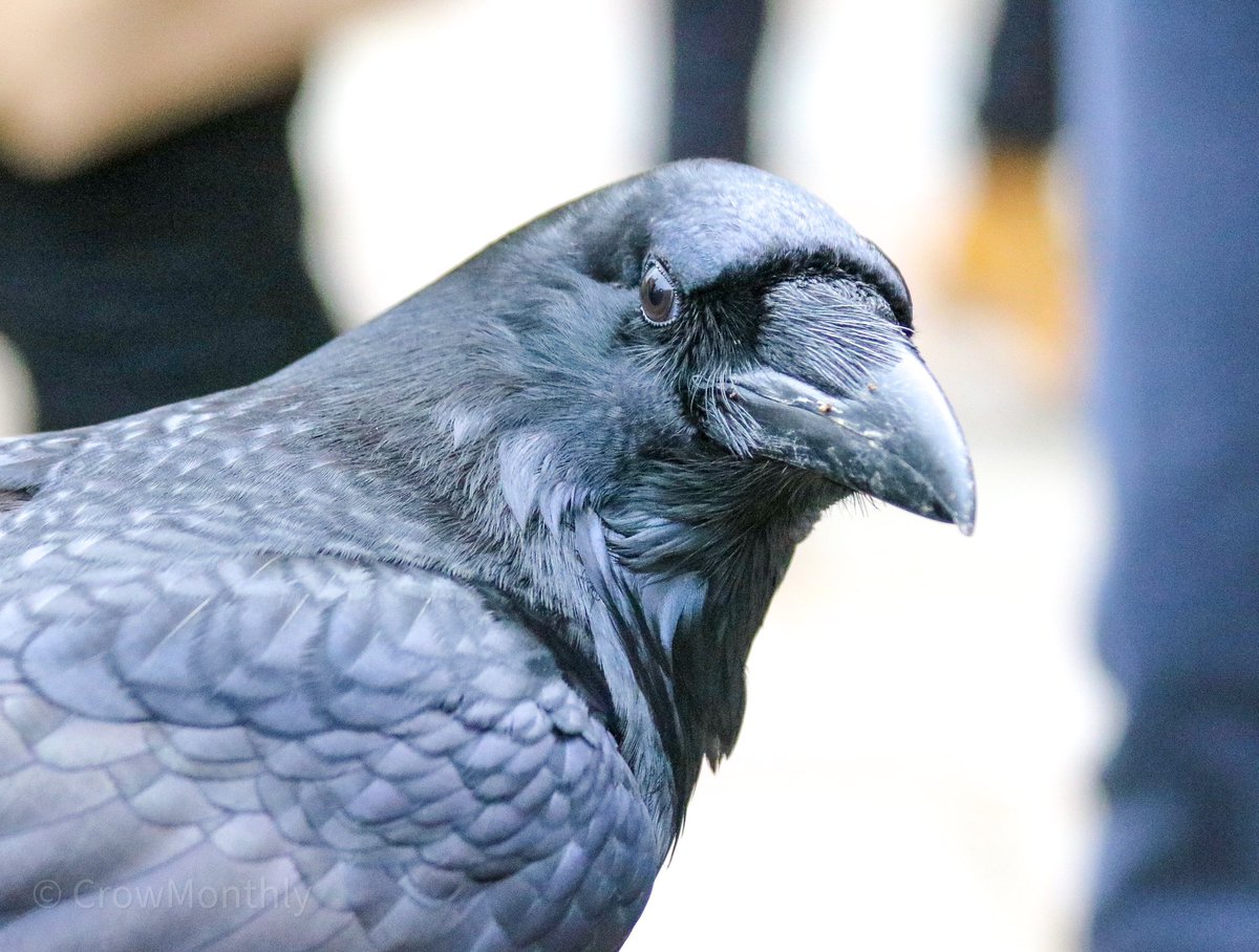 Crow Monthly tweet media