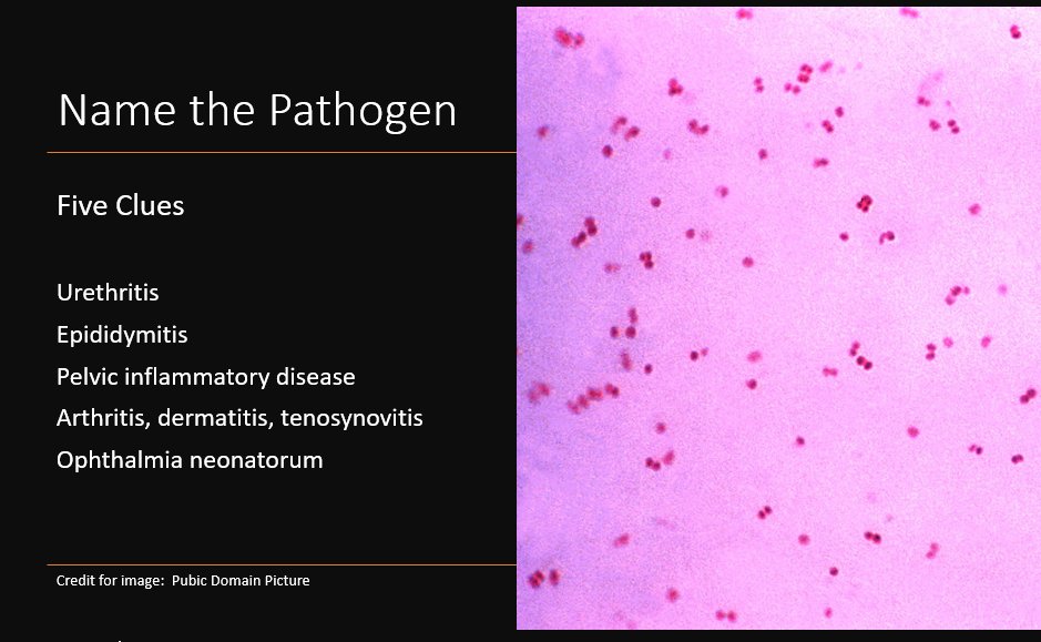 Weekend Digest

Name the Pathogen

Five Clues
1. Urethritis
2. Epididymitis
3. Pelvic inflammatory disease
4. Arthritis, dermatitis, tenosynovitis
5. Ophthalmia neonatorum