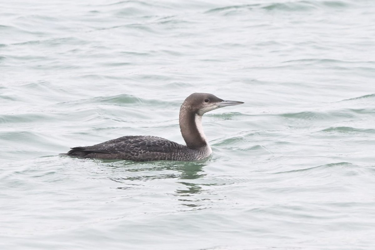 Na een valse start bij de Teso (eerste boot had een uur vertraging), toch mooi op tijd bij het voormalig werkeiland Neeltje Jans in Zeeland om daar te genieten van de eerste Pacifische Parelduiker van Nederland. Foto Jeroen De Bruijn