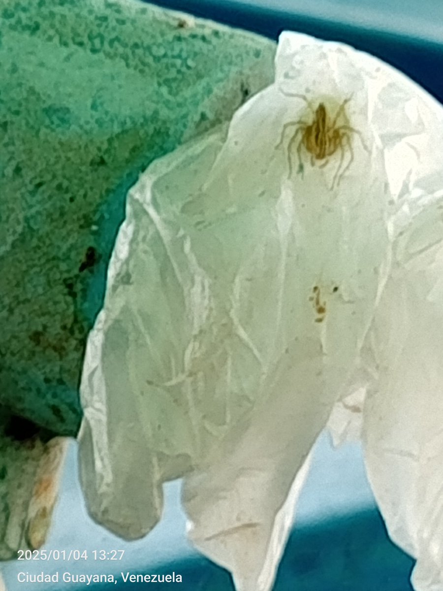 arlingustavo's tweet photo. @Arachno_Cosas Hola amigo, este espécimen me parece interesante, están en mi patio, Guayana, Venezuela. https://t.co/k4ukHCQPYn