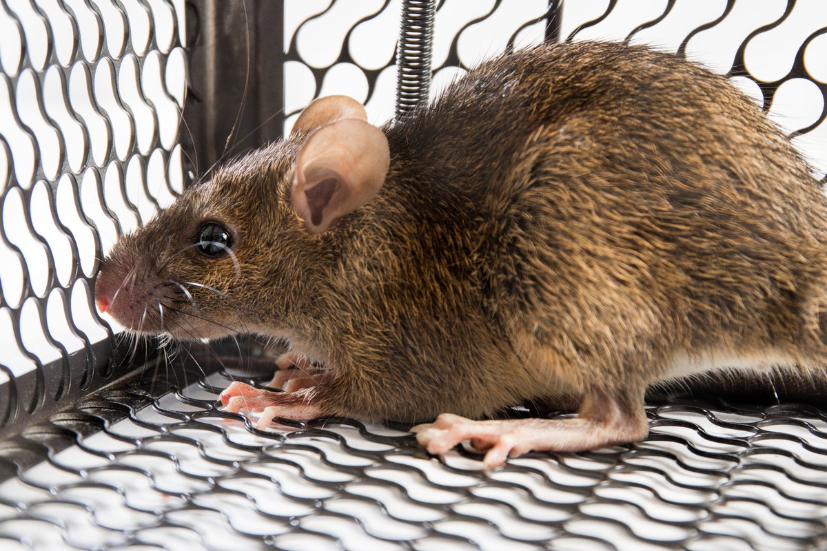 binfordinsect's tweet image. Got rodents? Don't panic! Binford Insect Control Inc can help you out. Our rodent control service can keep your home or business pest-free. #BinfordInsectControl #rodentcontrol #pestcontrol