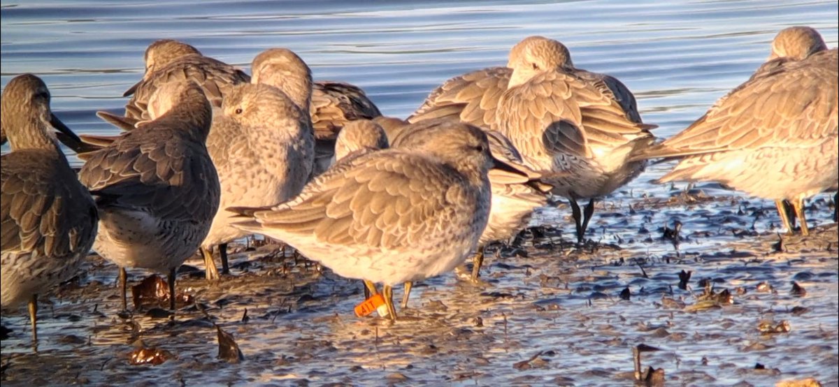 RJbirders tweet picture