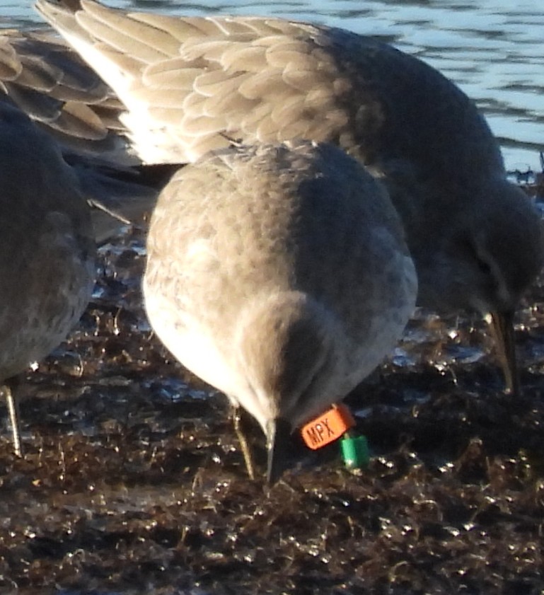 RJbirders tweet picture
