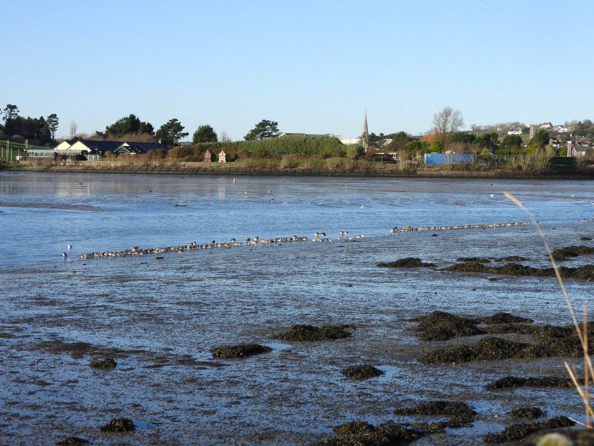 RJbirders tweet picture
