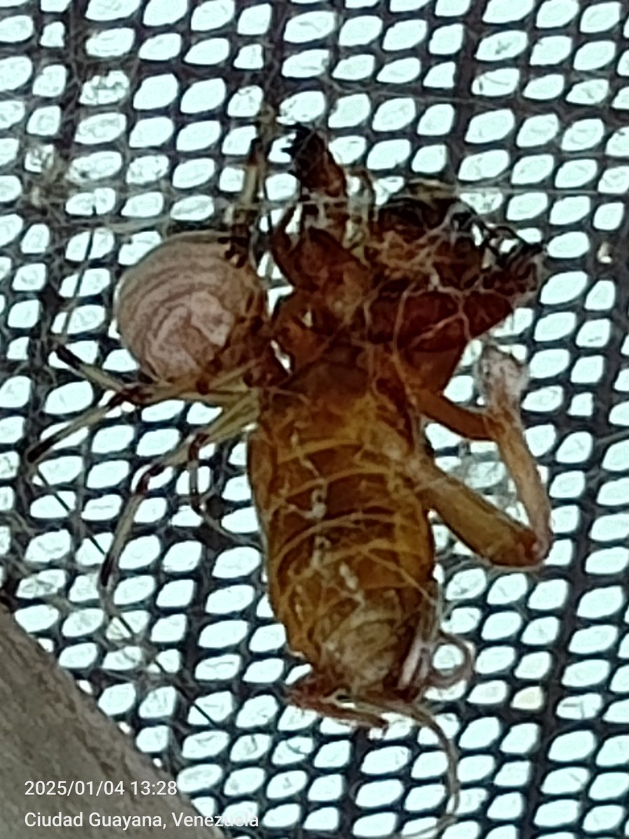 arlingustavo's tweet photo. Hola @Arachno_Cosas encontré este espécimen en una puerta de mi patio en Guayana, Venezuela. https://t.co/hVmRUg1SzQ
