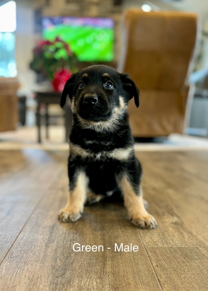 Kayla Veldman tweet media