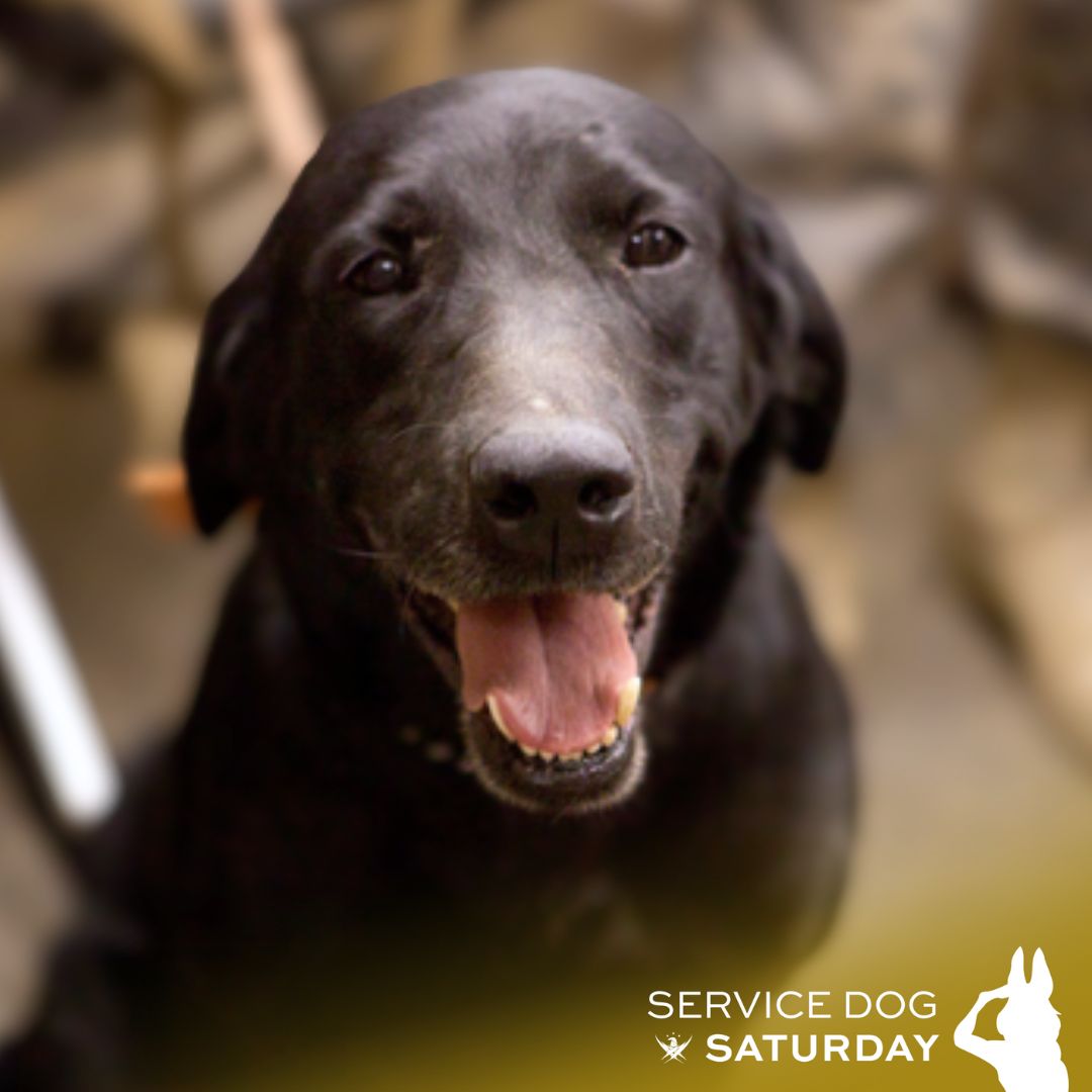 GarySiniseFound's tweet photo. This #ServiceDogSaturday, we recognize K-9 Sgt. Taker! In 2012, Kevin Zuniga and his family welcomed K-9 Sgt. Taker, a bomb-sniffing Labrador retriever, into their home after his  service with the U.S. Marine Corps. Taker had been Kevin’s trusted companion on dangerous missions in Afghanistan, where his work saved countless lives. 

Once home, Taker seamlessly became a therapy dog, helping the family de-stress and heal emotionally. His bond with his family shows how service dogs not only protect but provide lifelong support to their handlers and their loved ones. 

Thank you, Taker, for your service. 💙