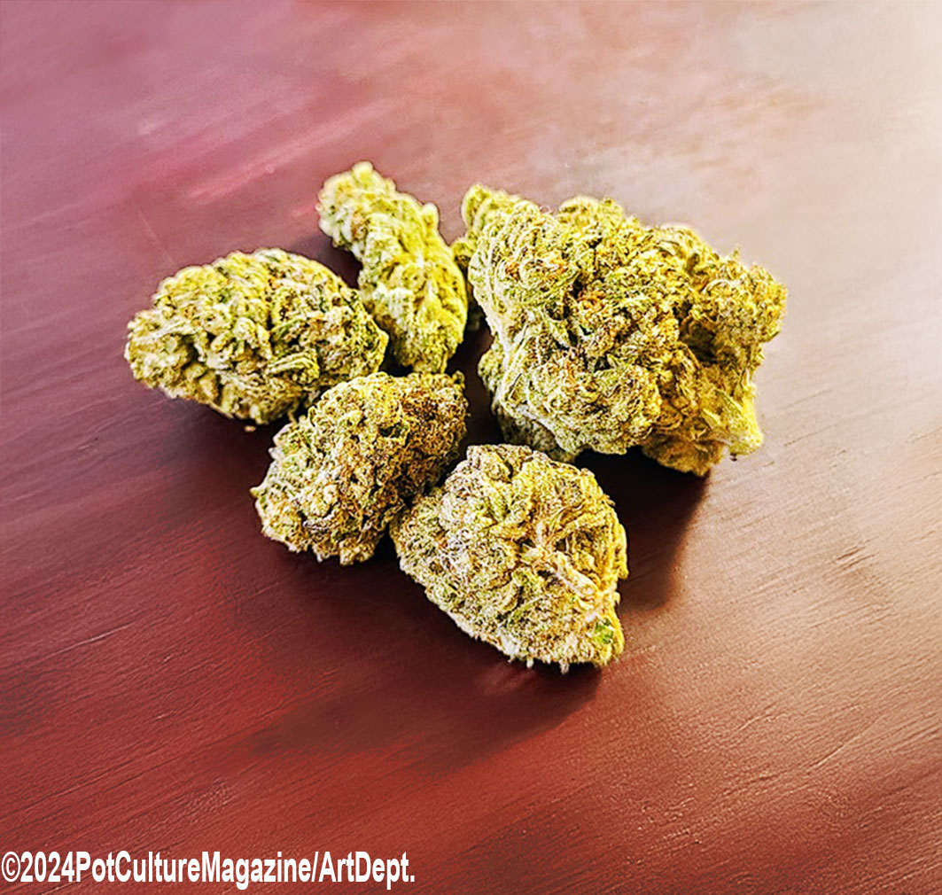 PotCultureMag's tweet photo. Kicking back with Sunset Sherbert 🌅🍧 today! With 20-24% THC, this hybrid brings sweet, fruity flavors and a creamy finish—perfect for any time of day. 🌿✨ What strain are you enjoying, Connoisseurs?
#SunsetSherbert
#PotCultureMagazine
#StonerFam
#CannabisCulture #Strain #Weed https://t.co/kZueXG6lRr