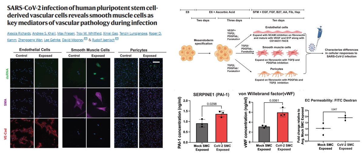 #hiPSC-derived #EndothelialCell #SmoothMuscleCell #Pericyte model the vascular responses to #SARSCOV2 (Live vs Heat-inacivated) infection

SMC appears to be the most robust responder
👉highest DEGs
👉⏫Interferon signaling (IFN-α/γ)
👉⏫Tissue factor activity
👉Conditioned medium