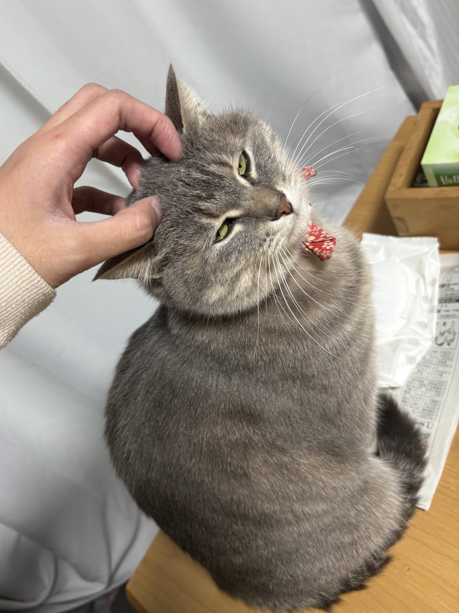 キマってる顔しとるな #ねこ