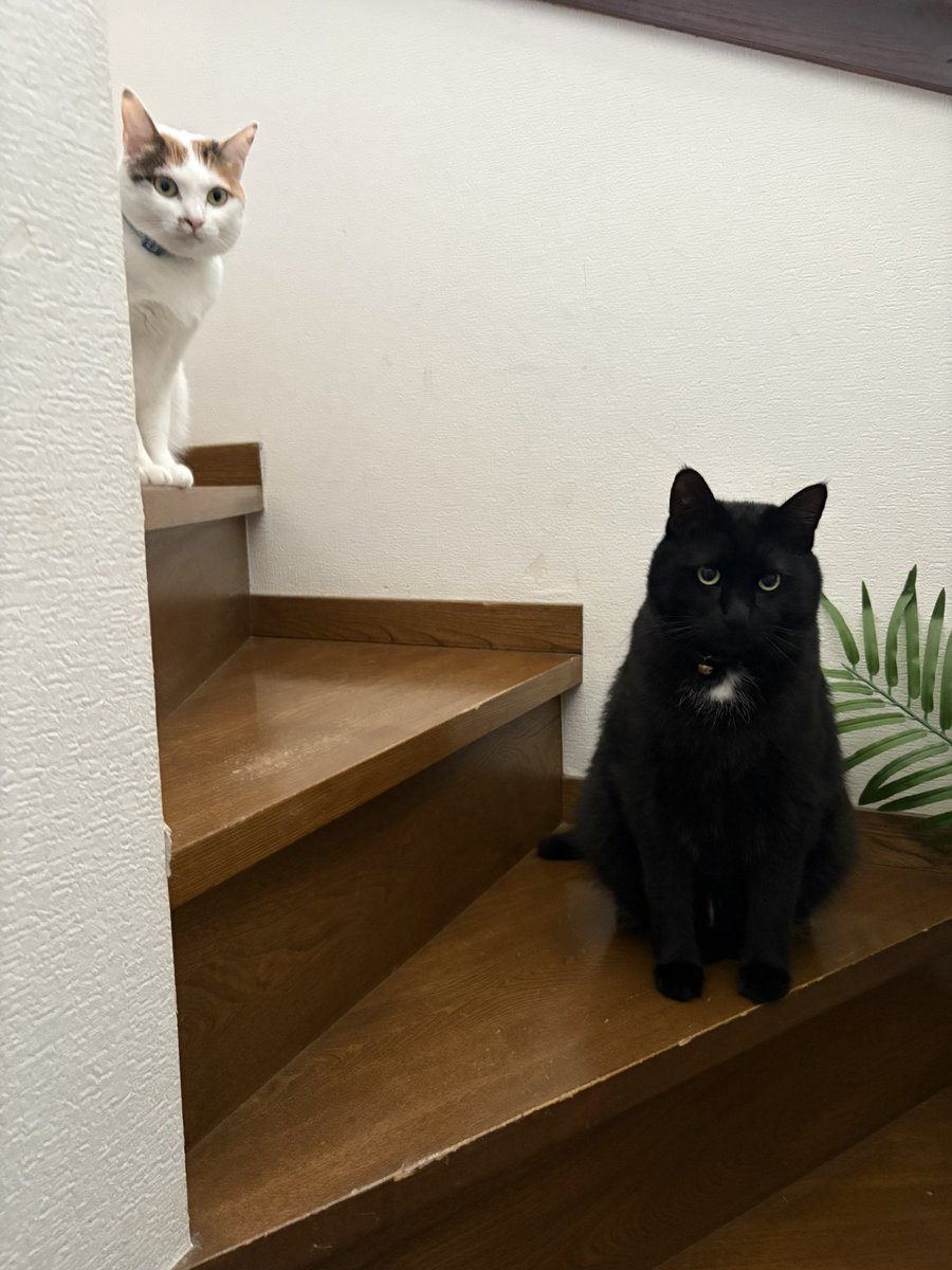 白は壁に同化
黒は床に同化
#ねこ