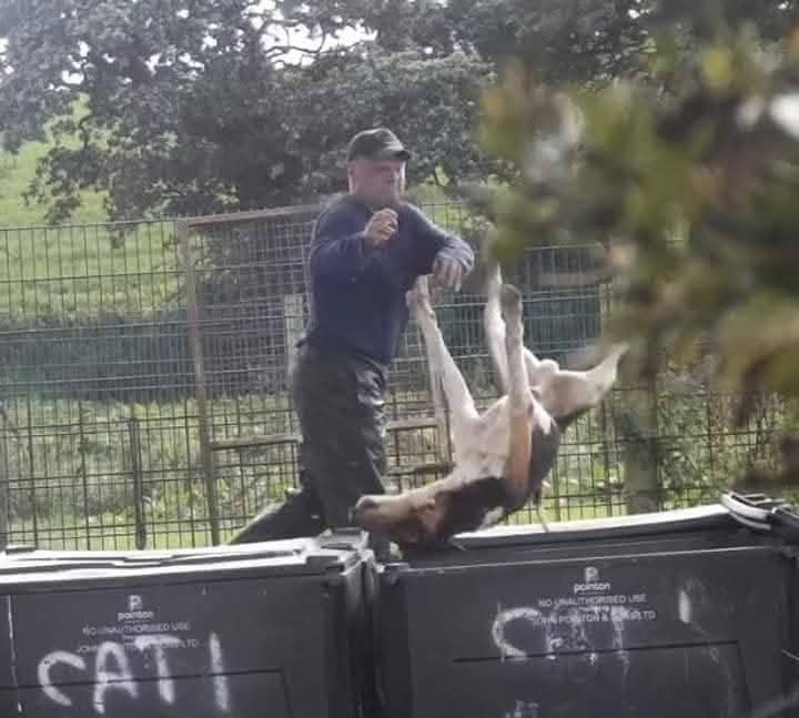 Every year, foxhunts kill over 3000 of their hounds.

This is footage secretly obtained by the Hunt Saboteurs shows Carmarthenshire huntsman Will Pinckney shooting dead 9 hounds in 40 minutes

Click on the link to view:

youtu.be/j3LSKmCzPbA