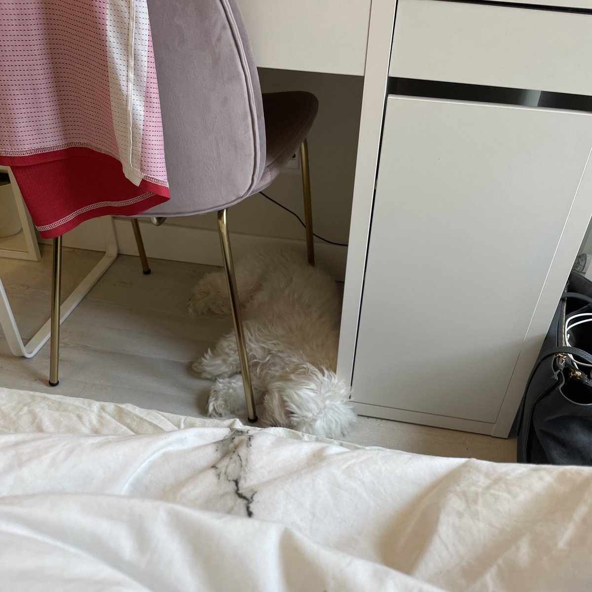 martartg_'s tweet photo. yo: levantándome de la cama para ponerme a estudiar.
mi puto perro: https://t.co/QyFolo7Mkg
