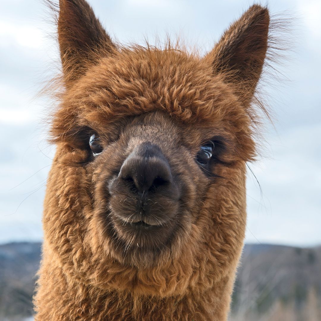 Yes, she is judging you. Remember when you said South Carolina doesn't get cold enough for alpaca wearables? Guess who probably wants a pair of alpaca socks, gloves, or scarf now! #socks #cppastures #alpacayarn