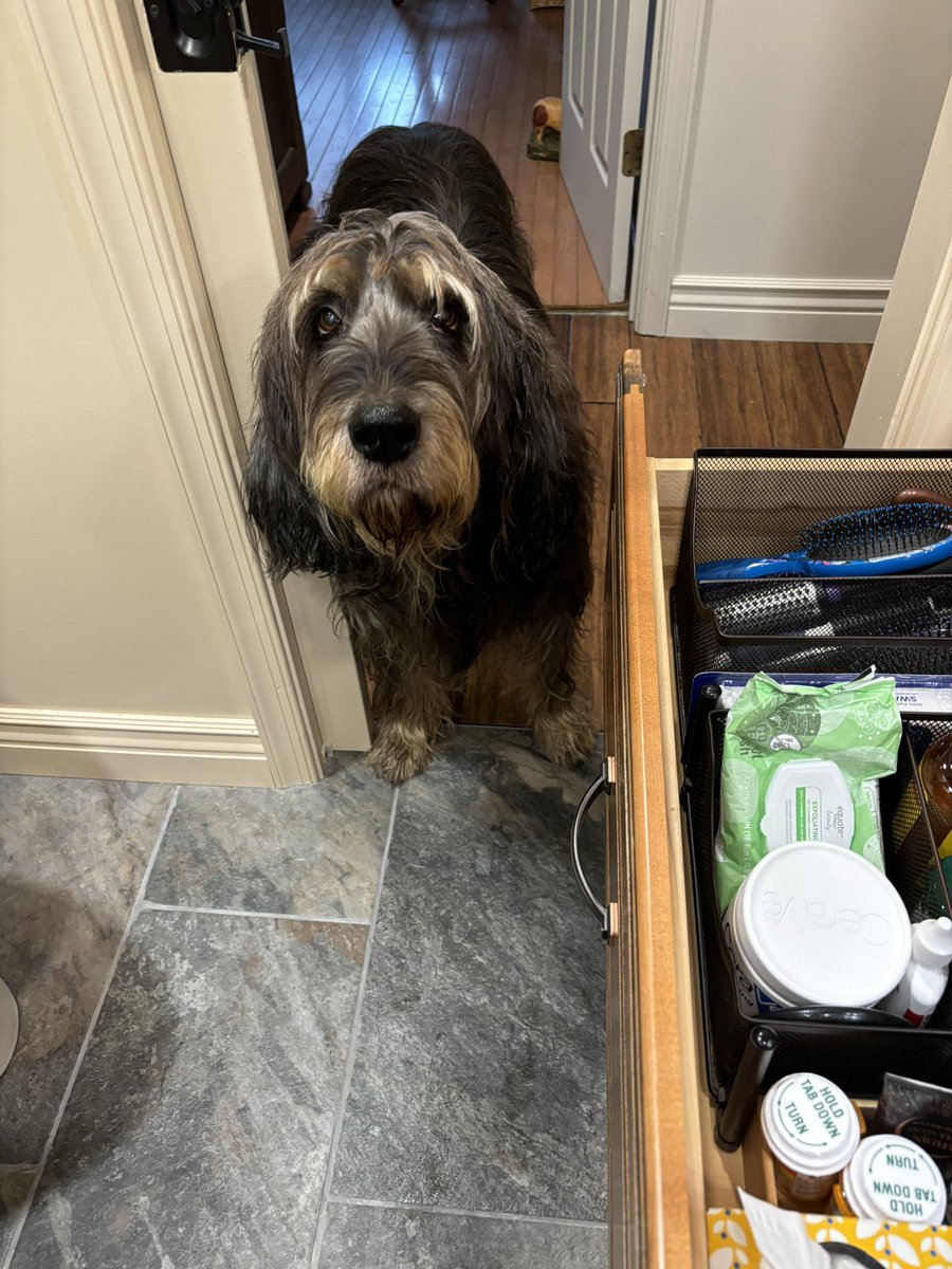 otterschnauzer's tweet photo. @AvaWBAL @wbaltv11 @ttasselWBAL @DalenciaWBAL @alenaleewx @TonyPannWBAL Stanley kinda reminds me of our Otterhound, Scout 🥰 https://t.co/oG15SDaFuR