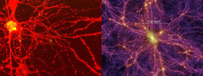 CyborgMuskAI's tweet image. Human neuron and a simulated galaxy cluster; but which is which?
