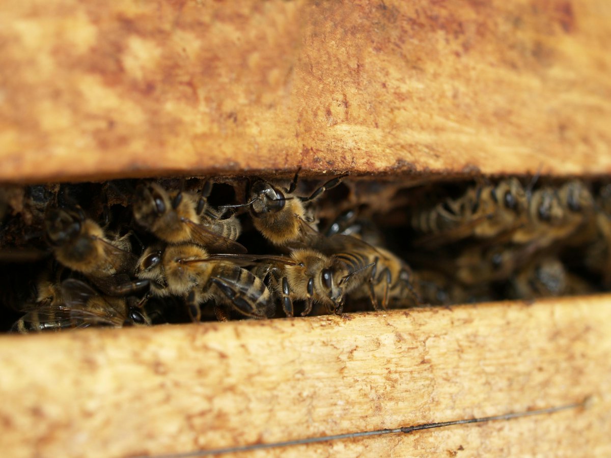 beebuiltsupply's tweet image. Cold weather = cozy hives! ❄️🐝

Got a cozy hive? Check in to make sure they’ve got enough food for the season. 🍯

#BeeWinterCare #HiveCheck #WinterBees #BeekeepingCommunity