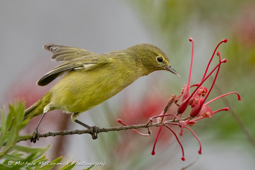 michelelabelle tweet media